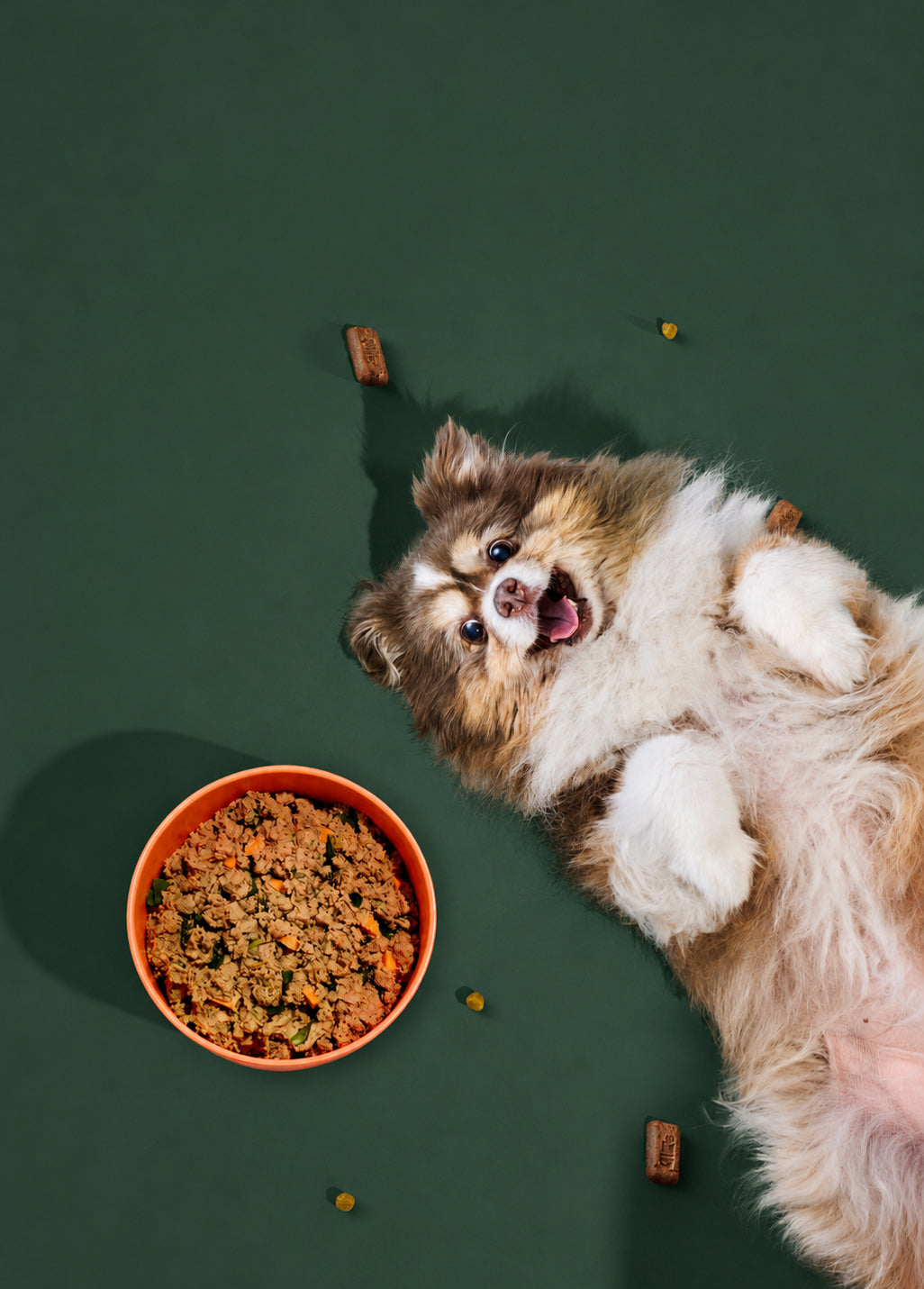 Pasture and Paws