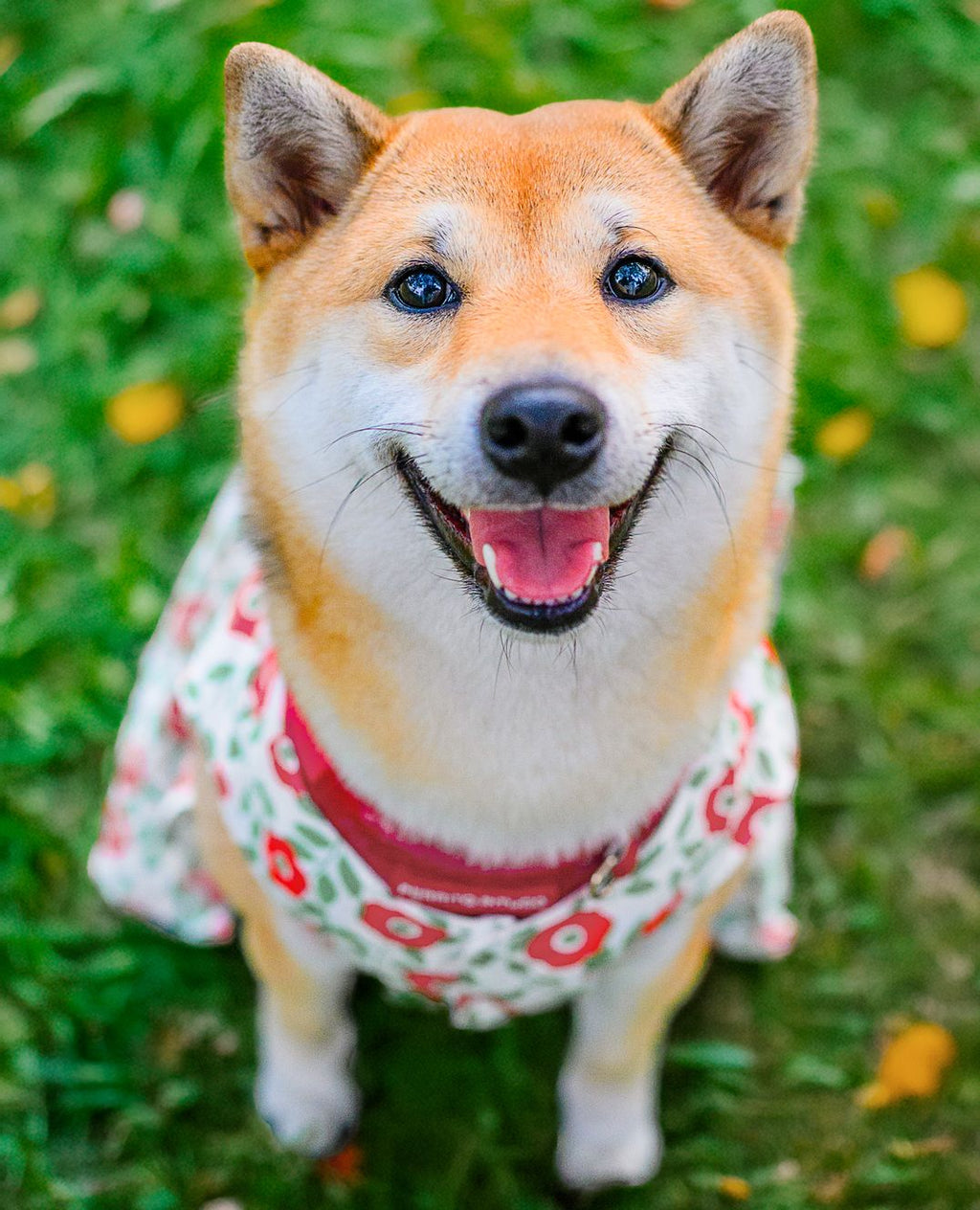 Pasture and Paws