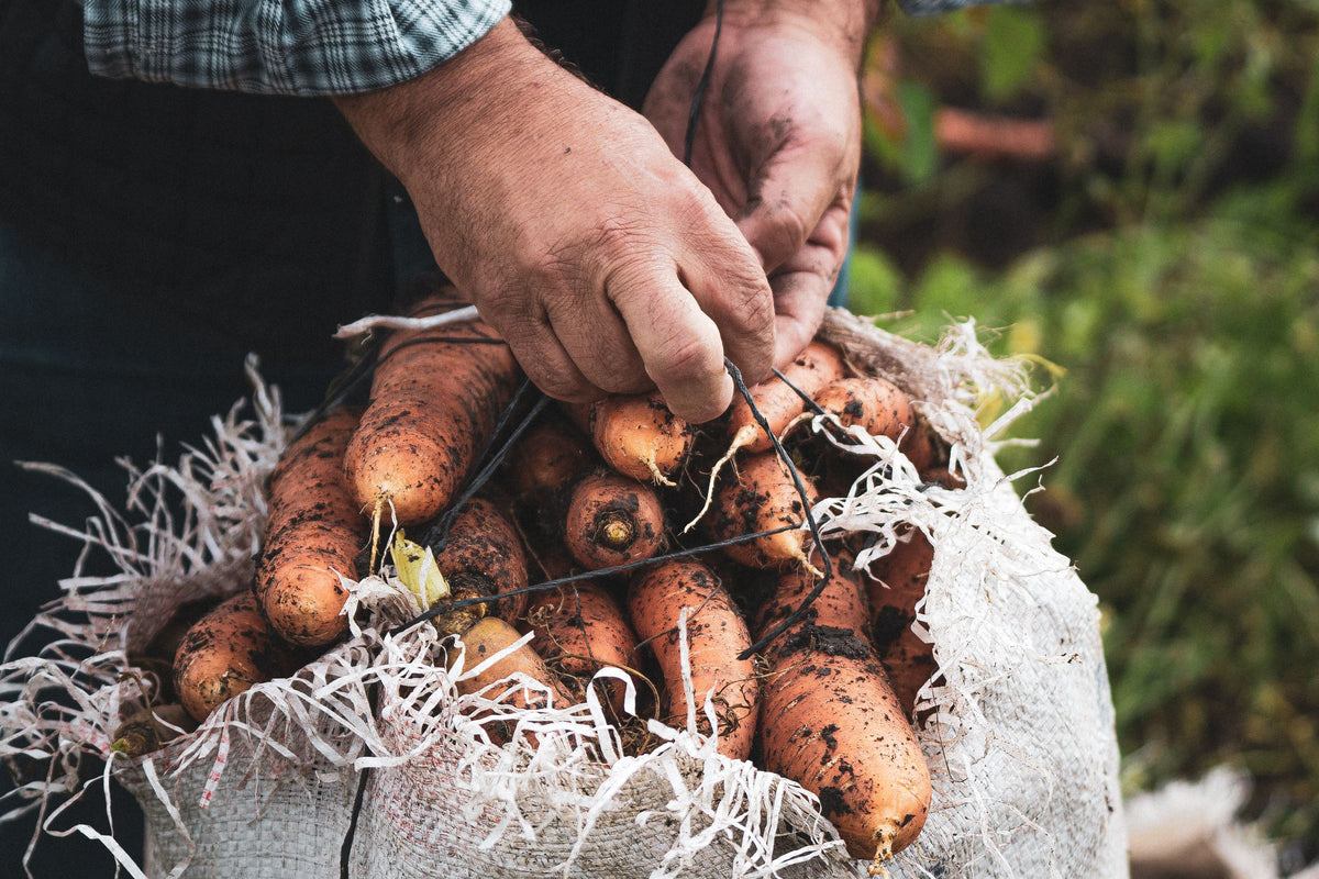 Food in season, from the place your dog calls home