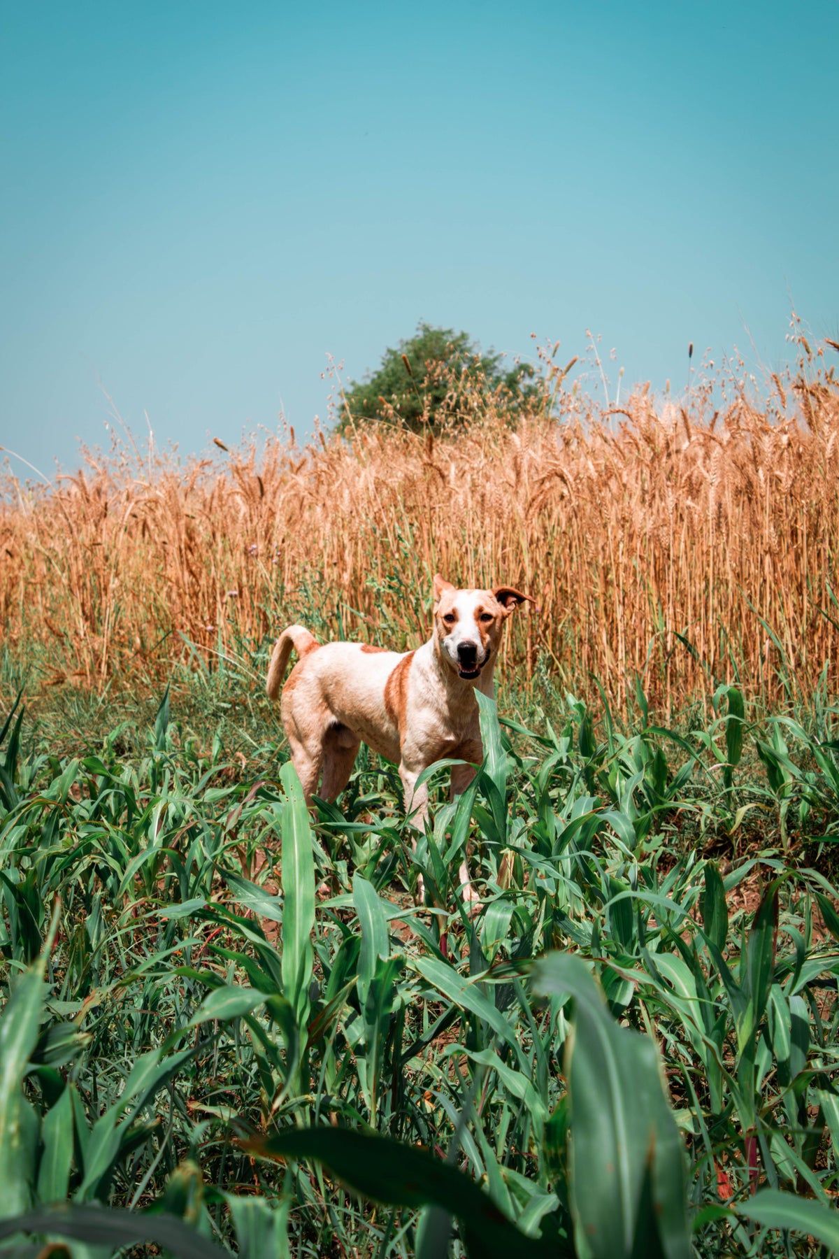 Pasture and Paws