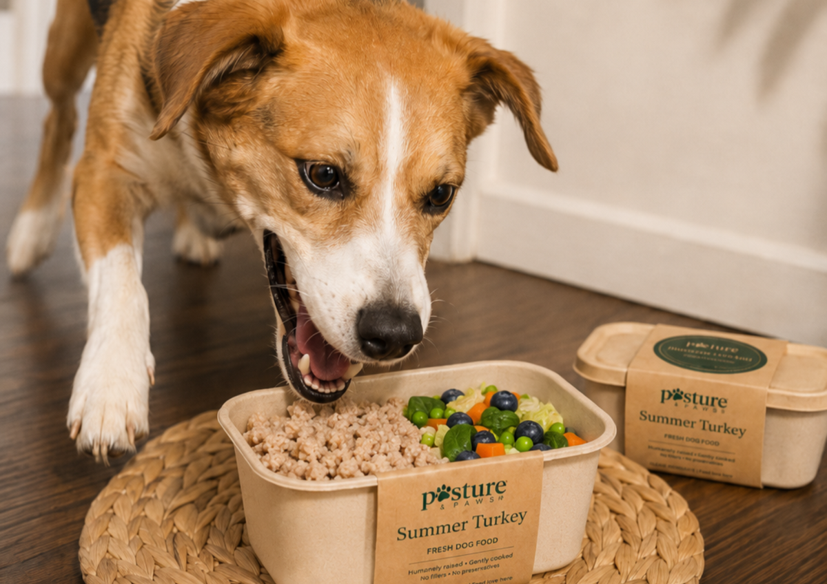 A brown and white dog leans in toward a beige pet food container labeled 'posture Summer Turkey' on a woven placemat, with a second container and the dog's body visible in a home setting.